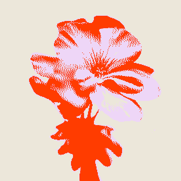 Flower blooming