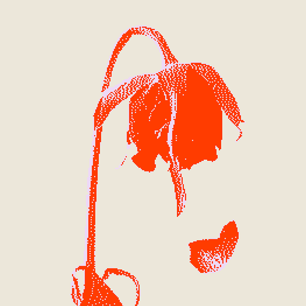 Flower has stopped growing and has wilted