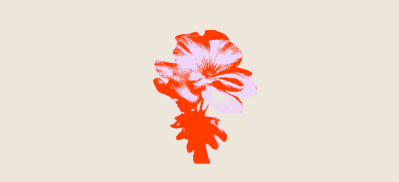 Flower blooms radiantly.