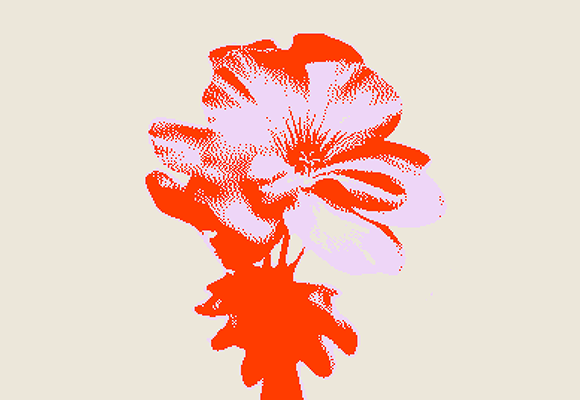 Image depicts a flower blossoming open